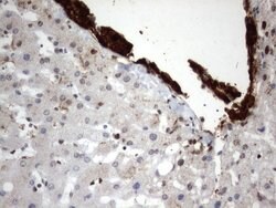 MLF1 Mouse anti-Human, Clone: UMAB138, lyophilized, UltraMAB 100 &mu;g;