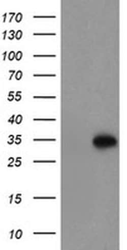 MLF1 Monoclonal Antibody (OTI1B9), TrueMAB , OriGene 100 &mu;L; Unconjugated:Antibodies,