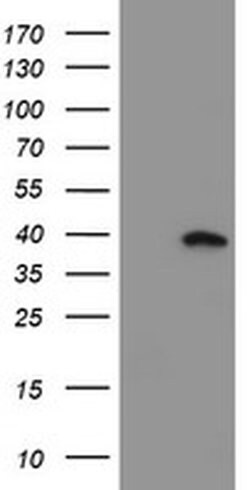 MLF1 Monoclonal Antibody (OTI2D6), TrueMAB , OriGene 30 &mu;L; Unconjugated:Antibodies,