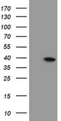 MLF1 Monoclonal Antibody (OTI1G4), TrueMAB , OriGene 100 &mu;L; Unconjugated:Antibodies,