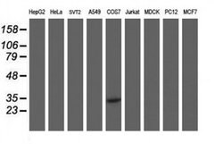 MLF1 Monoclonal Antibody (OTI1G4), TrueMAB , OriGene 100 &mu;L; Unconjugated:Antibodies,