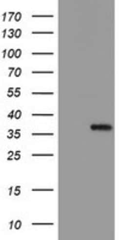 MLF1 Mouse anti-Human, Clone: OTI3E7, lyophilized, TrueMAB 100 &mu;g; Unconjugated:Antibodies,