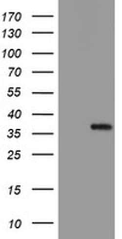 MLF1 Monoclonal Antibody (OTI3E7), TrueMAB , OriGene 100 &mu;L; Unconjugated:Antibodies,