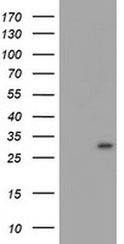 MLF1 Monoclonal Antibody (OTI2C10), TrueMAB , OriGene:Antibodies:Primary