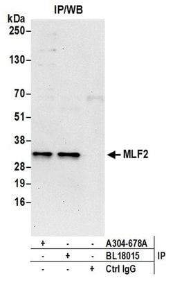 MLF2 Rabbit anti-Human, Mouse, Polyclonal, Bethyl Laboratories 100 &mu;L;