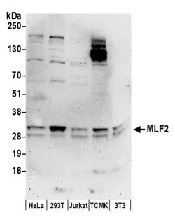 MLF2 Rabbit anti-Human, Mouse, Polyclonal, Bethyl Laboratories 100 &mu;L;