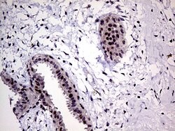 MLH1 Monoclonal Antibody (OTI4H6), TrueMAB , OriGene:Antibodies:Primary