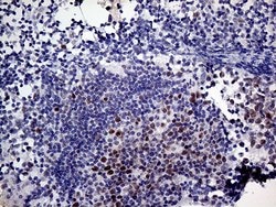 MLH1 Monoclonal Antibody (OTI4H6), TrueMAB , OriGene 100 &mu;L; Unconjugated:Antibodies,