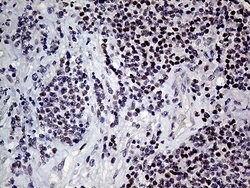 MLH1 Monoclonal Antibody (OTI4H6), TrueMAB , OriGene 100 &mu;L; Unconjugated:Antibodies,