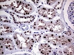 MLH1 Monoclonal Antibody (OTI3C1), TrueMAB , OriGene 100 &mu;L; Unconjugated:Antibodies,