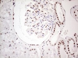 MLH1 Mouse anti-Human, Clone: UMAB191, liquid, UltraMAB 100 &mu;L; Unconjugated:Antikörper