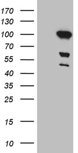 MLH1 Monoclonal Antibody (OTI4H6), TrueMAB , OriGene 100 &mu;L; Unconjugated:Antibodies,