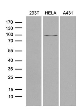 MLH1 Monoclonal Antibody (OTI4H6), TrueMAB , OriGene 100 &mu;L; Unconjugated:Antibodies,