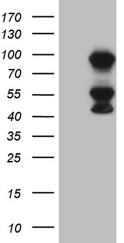 MLH1 Monoclonal Antibody (OTI3C1), TrueMAB , OriGene 100 &mu;L; Unconjugated:Antibodies,
