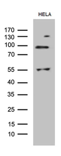 MLH1 Monoclonal Antibody (OTI6E8), TrueMAB , OriGene 100 &mu;L; Unconjugated:Antibodies,