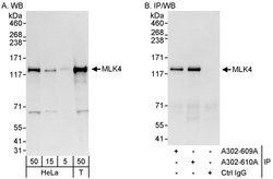 MLK4 Rabbit anti-Human, Polyclonal, Bethyl Laboratories 100 &mu;L; Unconjugated:Antibodies,
