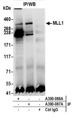MLL1 Rabbit anti-Human, Polyclonal, Bethyl Laboratories 100 &mu;L; Unconjugated:Antibodies,