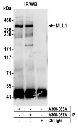 MLL1 Rabbit anti-Human, Polyclonal, Bethyl Laboratories 100 &mu;L; Unconjugated:Antibodies,