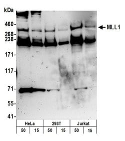 MLL1 Polyclonal Antibody, Bethyl Laboratories 20 &mu;L; Unconjugated:Antibodies,
