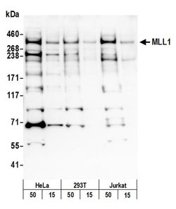 MLL1 Rabbit anti-Human, Polyclonal, Bethyl Laboratories 100 &mu;L; Unconjugated:Antibodies,