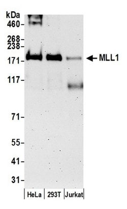 MLL1 Rabbit anti-Human, Polyclonal, Bethyl Laboratories 100 &mu;L; Unconjugated:Antibodies,