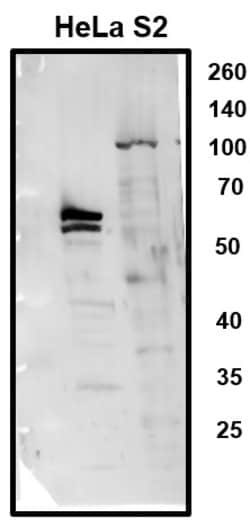 Invitrogen MLLT1 Polyclonal Antibody 100 &mu;L; Unconjugated:Antibodies,