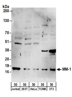 MM-1 Rabbit anti-Human, Mouse, Polyclonal, Bethyl Laboratories 10 &mu;L;