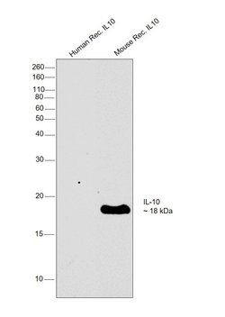 Invitrogen IL-10 Monoclonal Antibody (16E3) 500 &mu;g; Unconjugated:Antibodies,