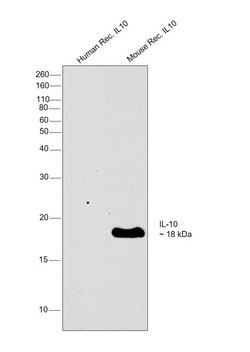 Invitrogen IL-10 Monoclonal Antibody (16E3) 500 &mu;g; Unconjugated:Antibodies,