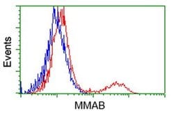 MMAB Monoclonal Antibody (OTI3B8), TrueMAB , OriGene 100 &mu;L; Unconjugated:Antibodies,
