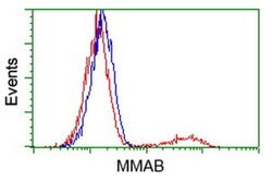 MMAB Monoclonal Antibody (OTI2G5), TrueMAB , OriGene 100 &mu;L; Unconjugated:Antibodies,