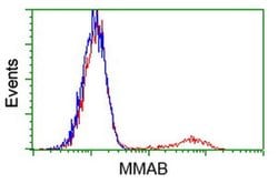 MMAB Monoclonal Antibody (OTI2A7), TrueMAB , OriGene:Antibodies:Primary
