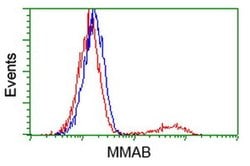MMAB Monoclonal Antibody (OTI5G1), TrueMAB , OriGene:Antibodies:Primary