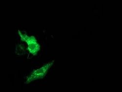 MMAB Monoclonal Antibody (OTI4D12), TrueMAB , OriGene:Antibodies:Primary