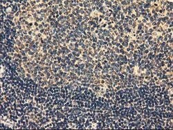MMAB Mouse anti-Human, Clone: OTI2G5, lyophilized, TrueMAB 100 &mu;g; Unconjugated:Antibodies,