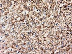 MMAB Monoclonal Antibody (OTI5G1), TrueMAB , OriGene 30 &mu;L; Unconjugated:Antibodies,