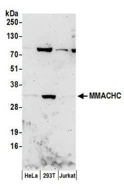 MMACHC Rabbit anti-Human, Polyclonal, Bethyl Laboratories 10 &mu;L; Unconjugated:Antibodies,