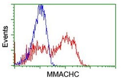 MMACHC Monoclonal Antibody (OTI4E9), TrueMAB , OriGene:Antibodies:Primary
