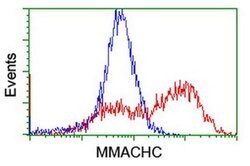 MMACHC Monoclonal Antibody (OTI1B7), TrueMAB , OriGene 30 &mu;L; Unconjugated:Antibodies,