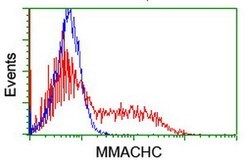 MMACHC Mouse anti-Human, Clone: OTI4E12, lyophilized, TrueMAB 100 &mu;g;