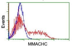 MMACHC Monoclonal Antibody (OTI4E12), TrueMAB , OriGene:Antibodies:Primary