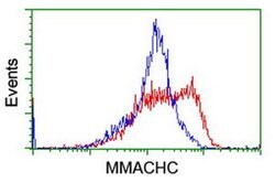 MMACHC Monoclonal Antibody (OTI6B5), TrueMAB , OriGene 30 &mu;L; Unconjugated:Antibodies,