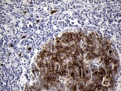 MME Monoclonal Antibody (OTI2A4), TrueMAB , OriGene 100 &mu;L; Unconjugated:Antibodies,