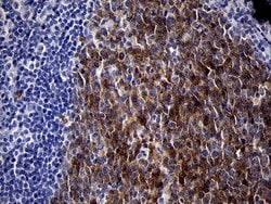 MME Monoclonal Antibody (OTI2A4), TrueMAB , OriGene 100 &mu;L; Unconjugated:Antibodies,