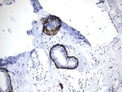 MME Mouse anti-Human, Clone: UMAB236, liquid, UltraMAB 30 &mu;L; Unconjugated:Antibodies,