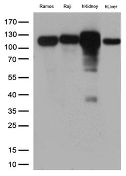 MME Mouse anti-Human, Clone: OTI2A3, liquid, TrueMAB 100 &mu;L; Unconjugated:Antibodies,