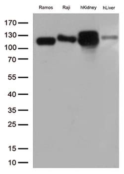 MME Monoclonal Antibody (OTI2A4), TrueMAB , OriGene 100 &mu;L; Unconjugated:Antibodies,