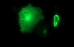 MMP13 Mouse anti-Human, Clone: OTI3H3, lyophilized, TrueMAB 100 &mu;g;