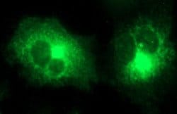 MMP13 Monoclonal Antibody (OTI1F1), TrueMAB , OriGene 100 &mu;L; Unconjugated:Antibodies,