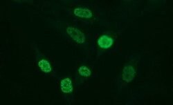 MMP13 Mouse anti-Human, Clone: OTI3A7, lyophilized, TrueMAB 100 &mu;g;
